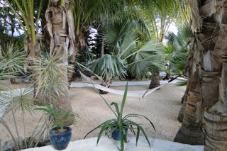 Hammock in a lush Palm Garden