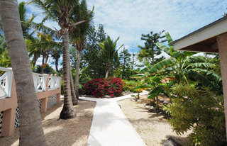 bougainvillea in palm garden